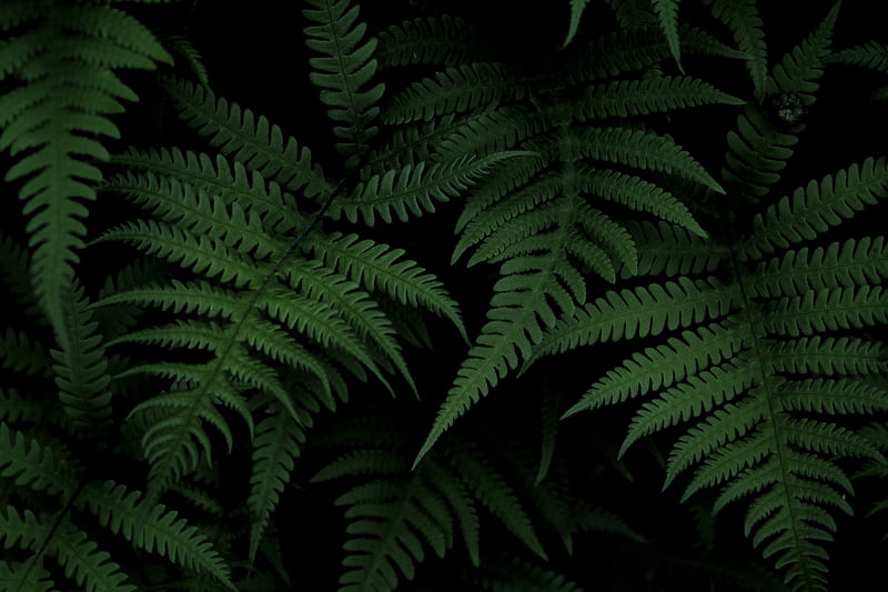Fern, bush, green, HD wallpaper | Peakpx