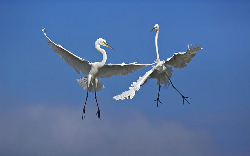 male great egrets fighting in flight venice florida-bird theme, HD wallpaper