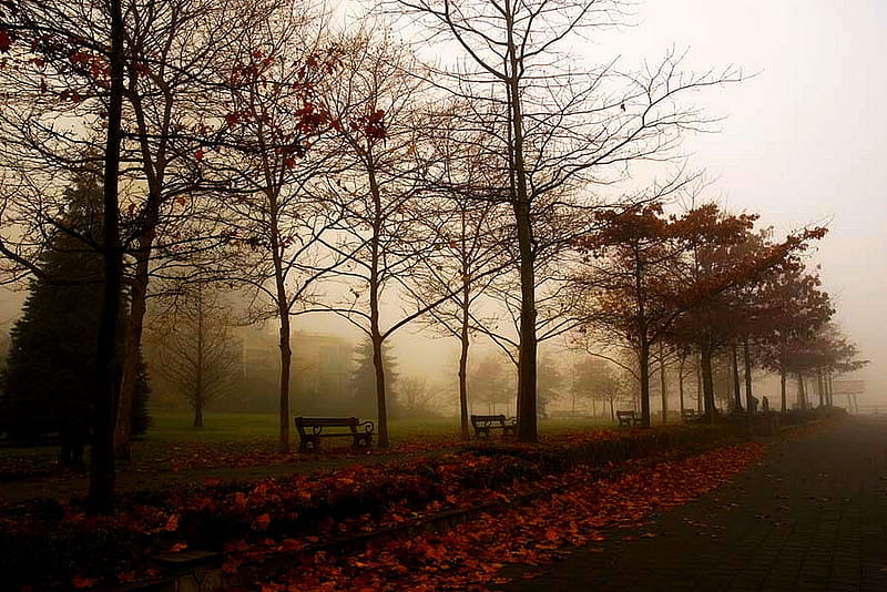 FOGGY AUTUMN, autum, foggy, benches, morning, park, misty, trees, HD wallpaper