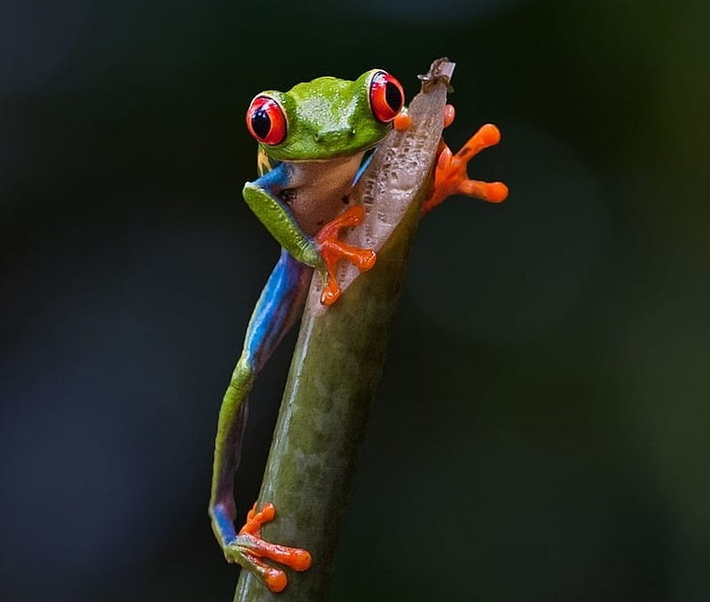Ready to jump, cute, frog, broasca, green, orange, black, sufang wang, HD wallpaper