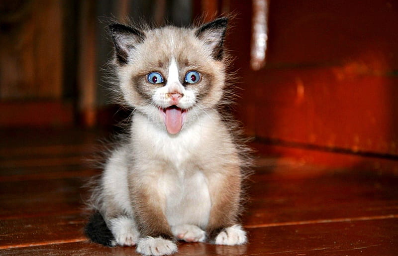Bleah!, red, black, cat, tongue, animal, cute, funny, kitten, blue eyes, white, HD wallpaper