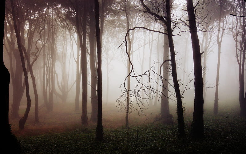 Thick Forest Fog, HD wallpaper