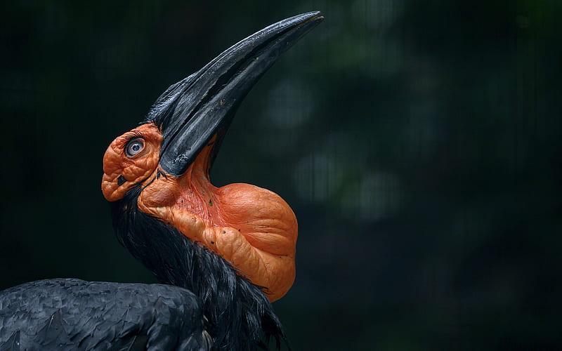 Southern Ground Hornbill, bird, orange, black, pasari, eyes, HD wallpaper
