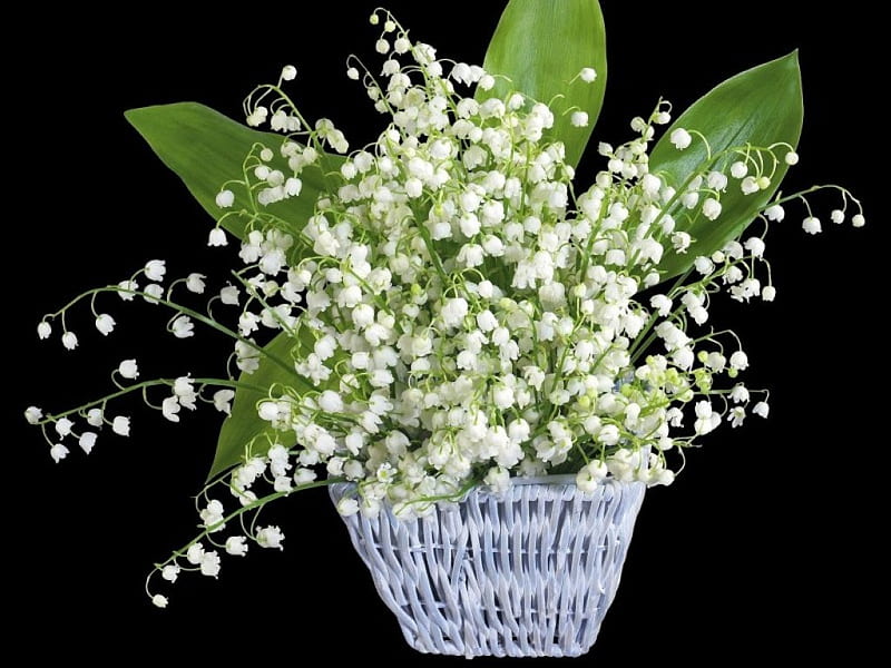 LITTLE BASKET OF SWEETNESS, lily of the valley, baskets, still life, fragrant, wicker, flowers, whites, blooms, HD wallpaper