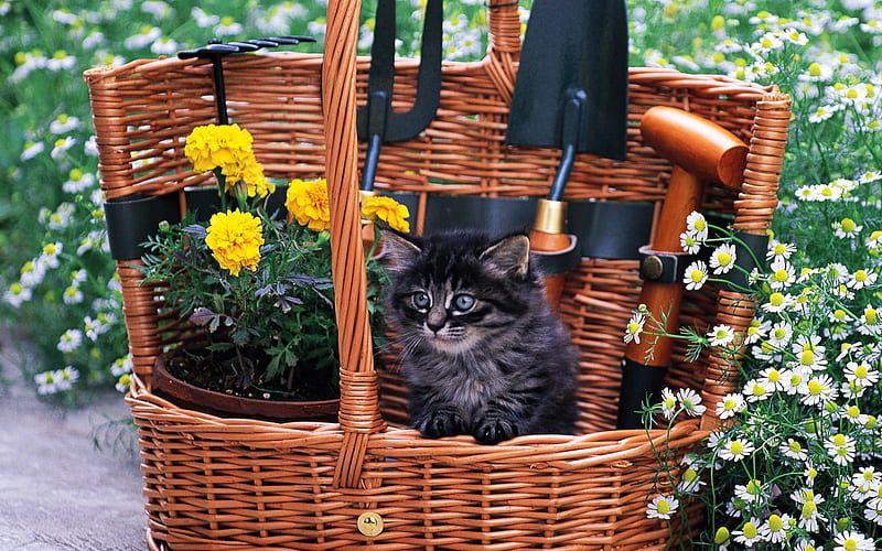 kitten gardener Lovely Kittens, HD wallpaper