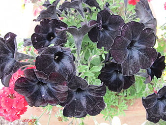 Petunias negras flores en el parque, rojo, grafito, petunias, negro, flores,  Fondo de pantalla HD | Peakpx