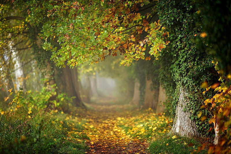 Oak forest, Autumn, Trees, Branches, Trunks, Leaves, Fog, HD wallpaper