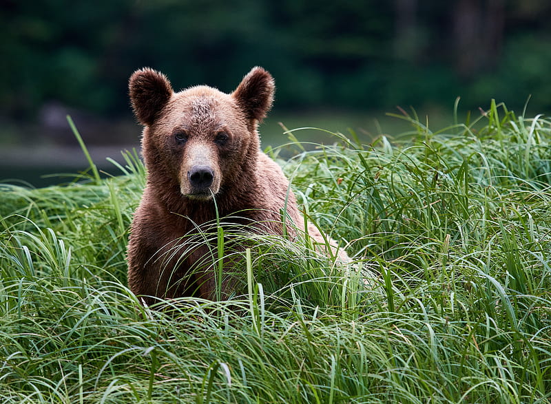 Bears, Bear, Grass, Grizzly, Wildlife, predator (Animal), HD wallpaper