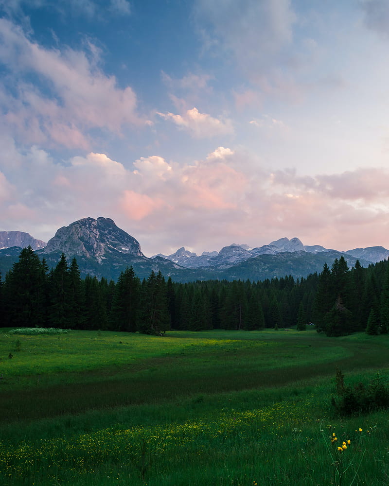 mountains, meadow, trees, grass, landscape, HD phone wallpaper