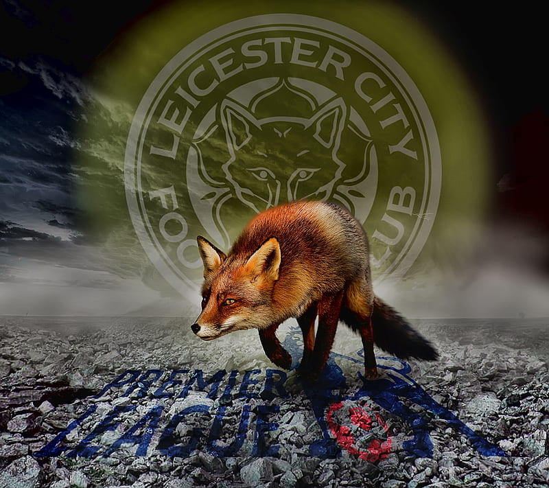 the foxes, leicester, saguaro, HD wallpaper