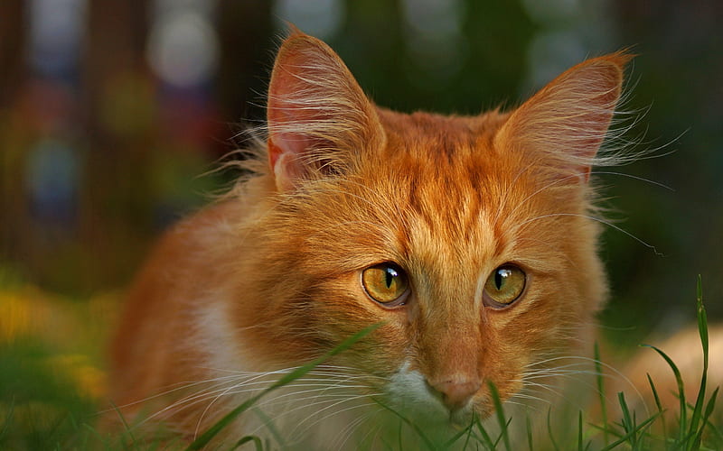 :), orange, green, grass, ginger, face, eyes, pisici, cat, HD wallpaper