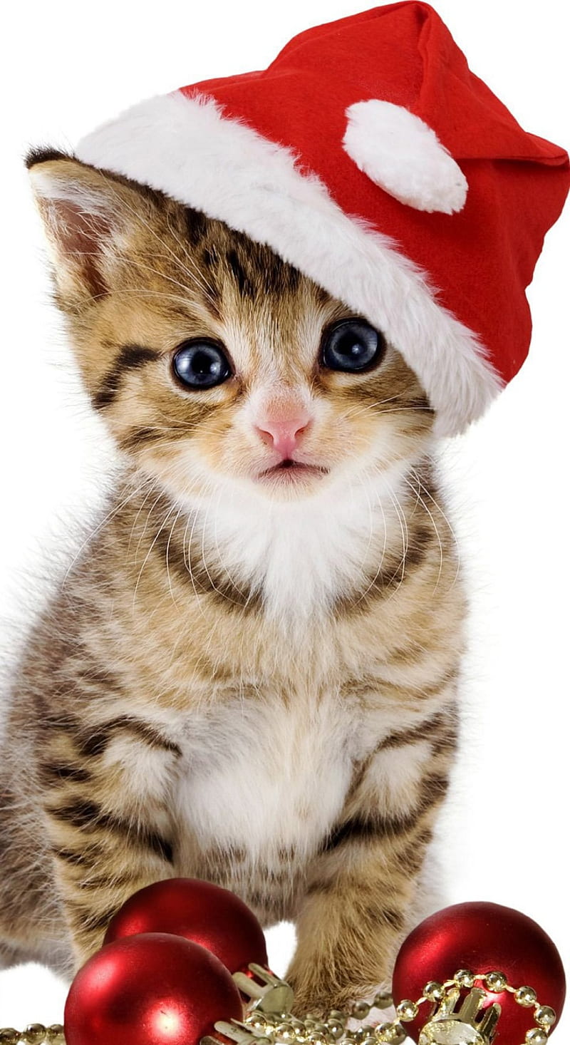 chrismas cat, cats, christmas, HD phone wallpaper