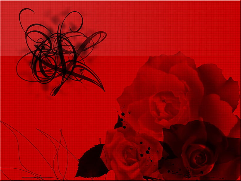 TheBlackRose1204x768. jpg, flower, black, red, rose, HD wallpaper