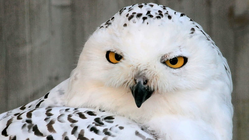 *** Snowy Owl ***, sniezna, zwierzeta, sowa, ptaki, HD wallpaper