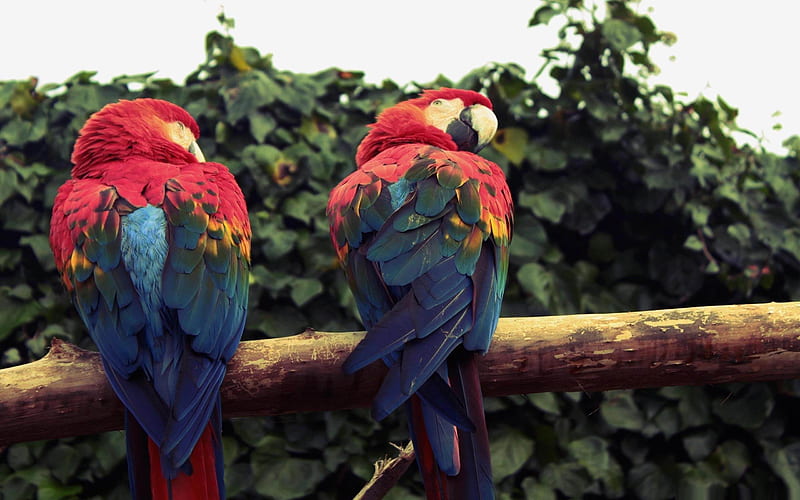 scarlet macaw parrots-Amazing bird graphy, HD wallpaper
