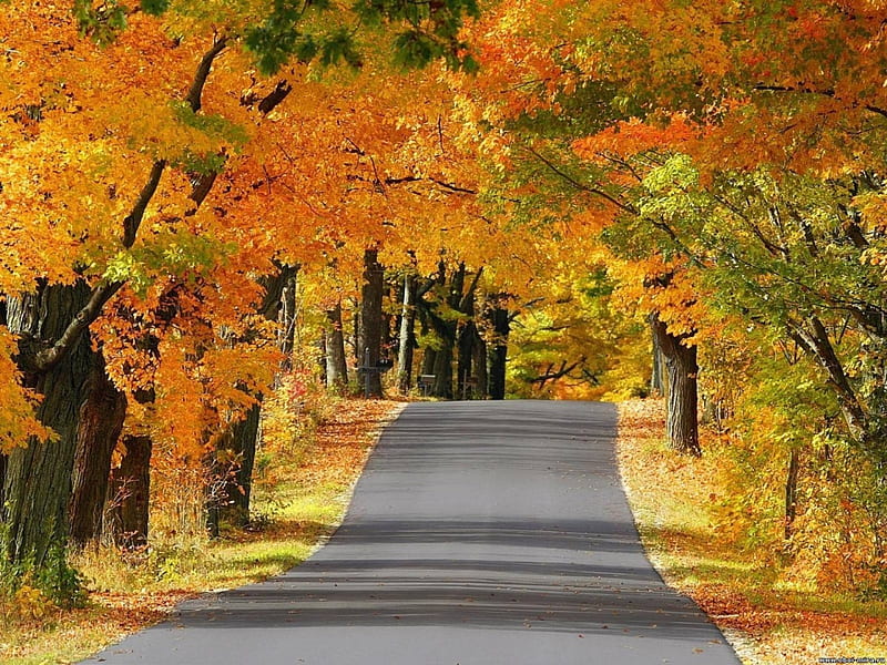Beautiful Road, yellow, tree, autumn, road, HD wallpaper | Peakpx