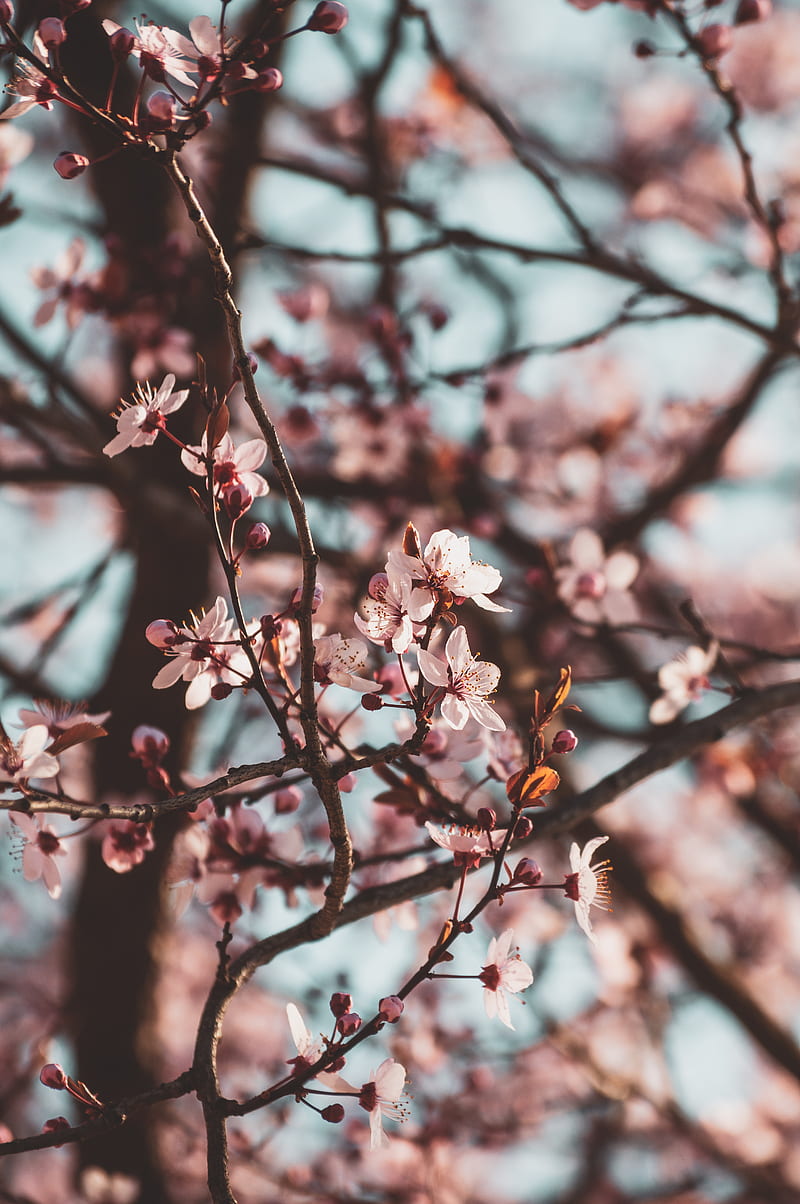 Sakura ii, belleza, flor, cerezo, flores, naturaleza, primavera, Fondo de  pantalla de teléfono HD | Peakpx