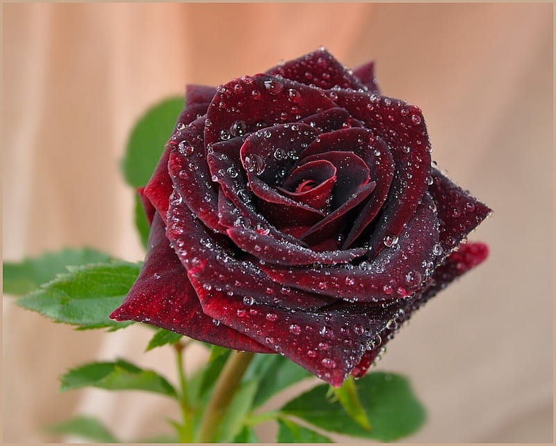 Wet beauty, red, wet, rose, flower, bonito, drops, lonely, HD wallpaper