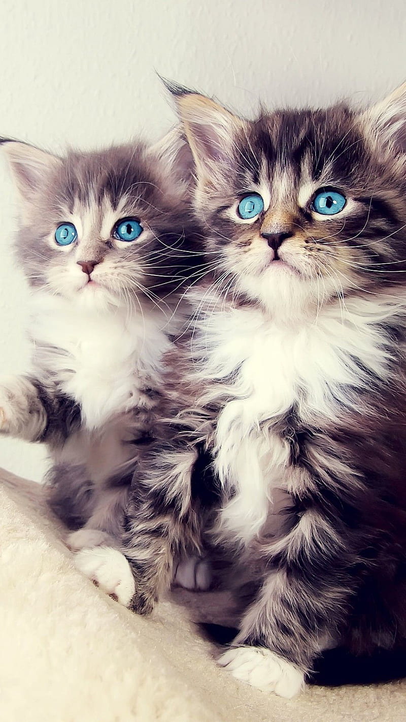 Cute Kitty Cats , sweet, HD phone wallpaper