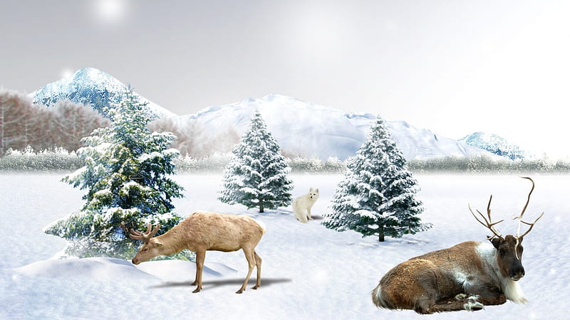 Early Winter Snow, christma, soft, trees, sky, clouds, deer, winter, white fox, snow, mountains, bright, HD wallpaper