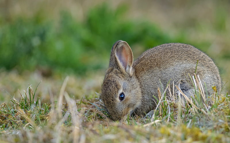 small gray rabbit, cute animals, green grass, farm, rabbits, HD wallpaper