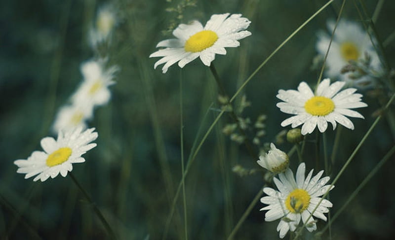 Daisy, pure, flowers, nature, soft, HD wallpaper | Peakpx
