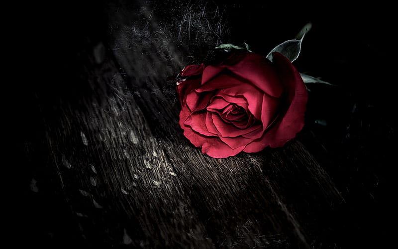 For a real friend, red, rose, dark, love, flower, flowers, black, roses, HD  wallpaper | Peakpx
