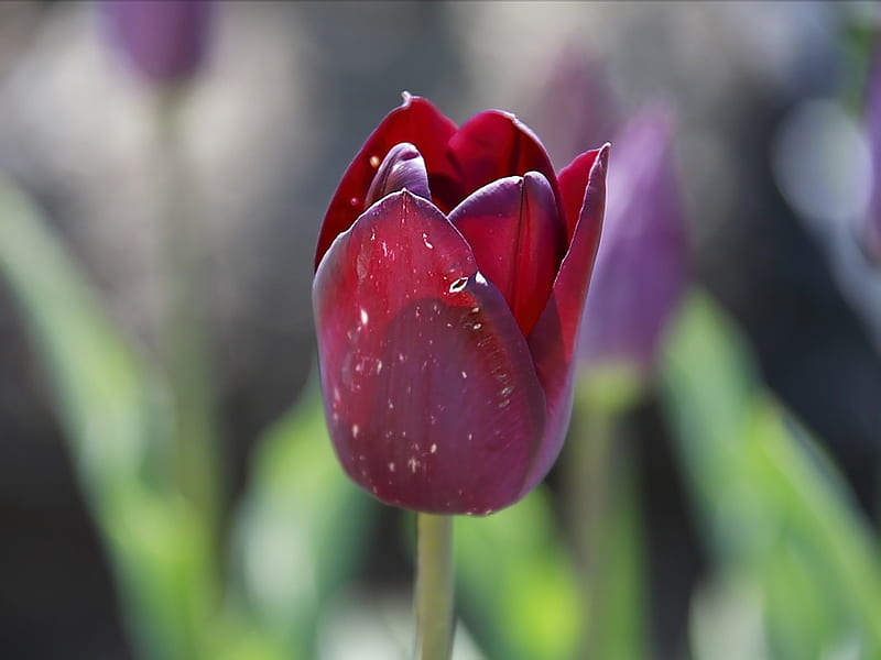 Single Tulip- Deep Red Tulip, HD wallpaper