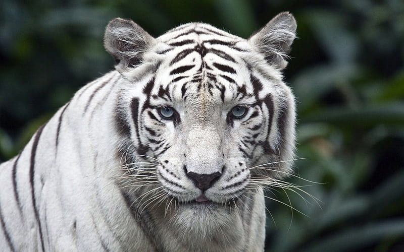 Albino Tiger, Tiger, Wild, Cats, Blue Eyes, Albino, HD wallpaper