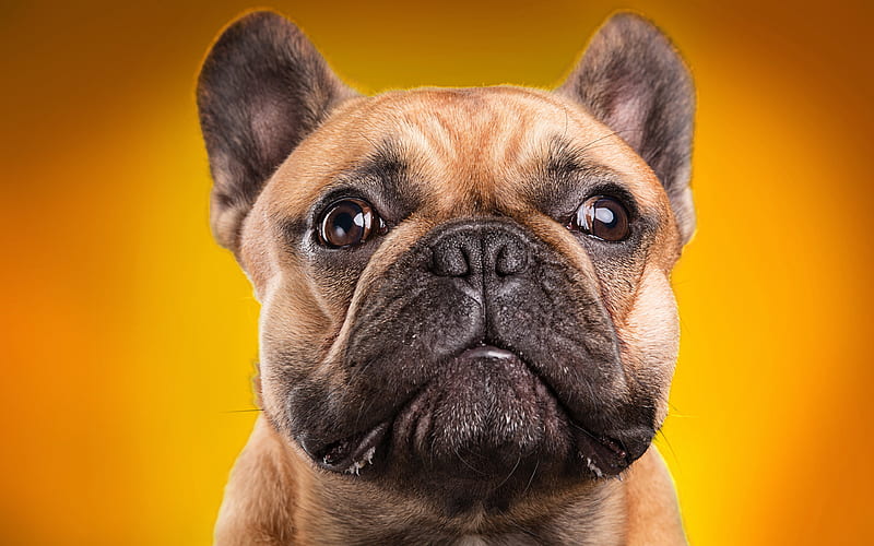 Pug Dog puppy, dogs, muzzle, cute animals, pets, Pug, HD wallpaper