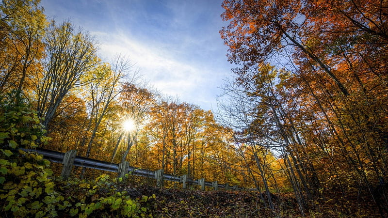 forest road at sunup in autumn, forest, autumn, guard rail, sunup, road, HD wallpaper