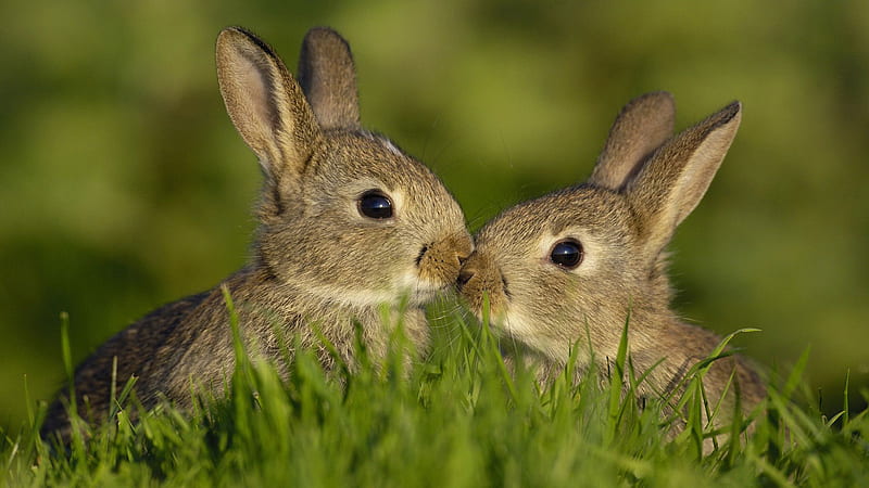 Two Brown Cute Rabbits Closeup In A Blur Greenfield Animals, HD wallpaper