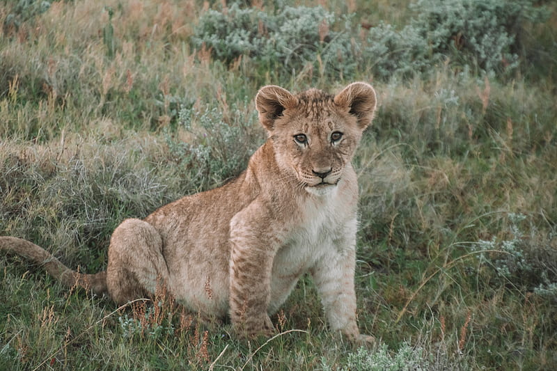 lion, lion cub, cub, animal, wildlife, HD wallpaper