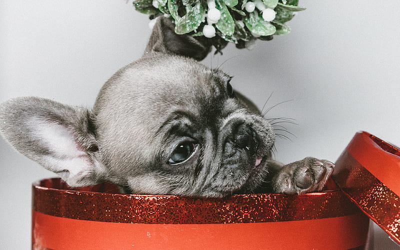 french bulldog year of dog, Gift box, dogs, cute animals, HD wallpaper