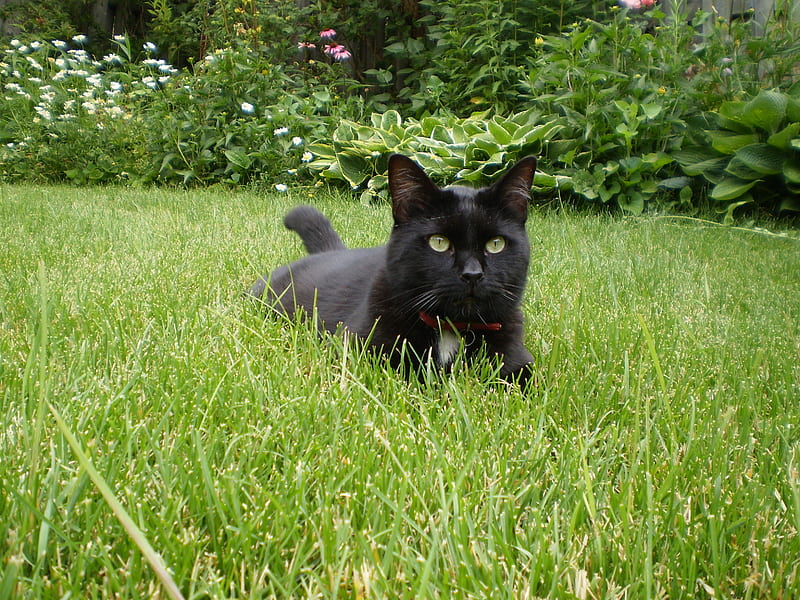 On the prowl, cats, grass, HD wallpaper