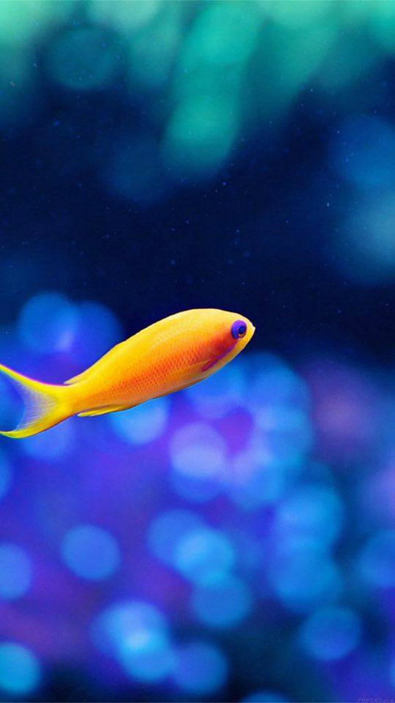 Aquarium Fish, vote, HD phone wallpaper
