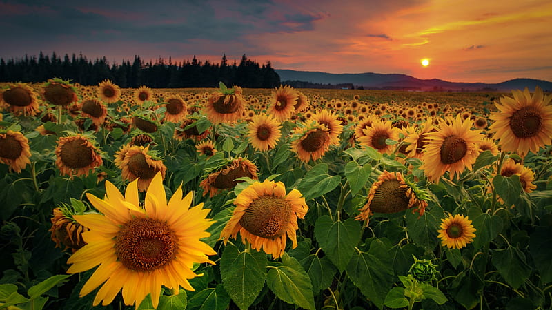 Sunflower Field, field, sunflowers, sunset, nature, clouds, trees, sky, HD wallpaper