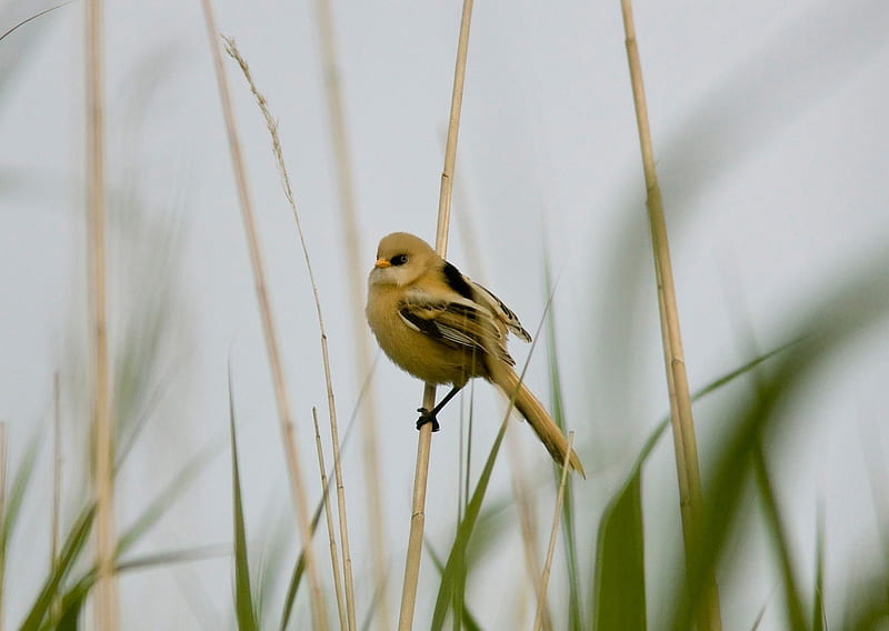 birdie, grass, yellow, rushes, sky, crouching, in passing, bird, on the lake, HD wallpaper