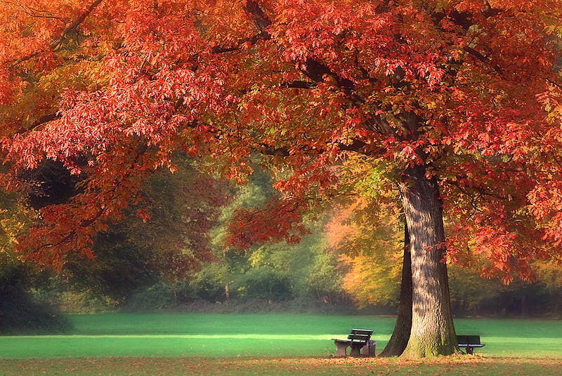Autum, colorful, tree, bank, bench, nature, park, HD wallpaper
