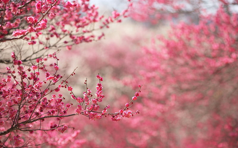 Spring, sakura, spring garden, pink flowers, cherry blossom, HD wallpaper