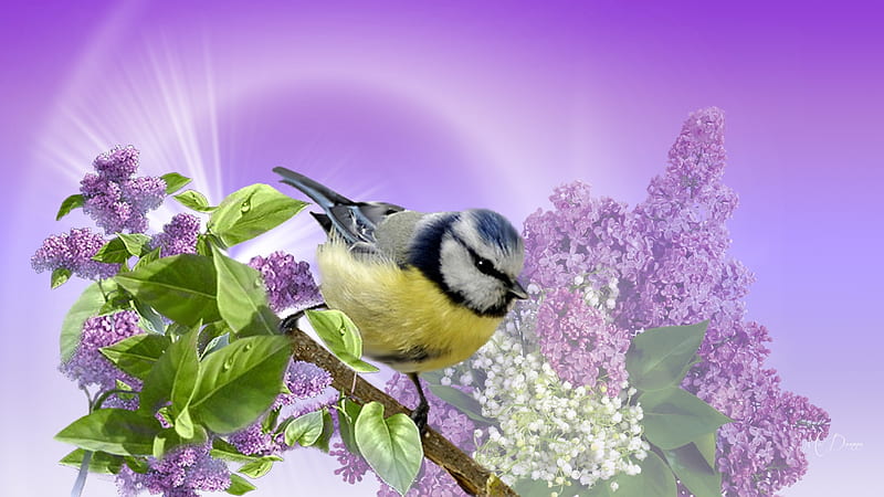 Lilacs and Little Bird, summer, flowers, spring, lilacs, birad, light, HD wallpaper