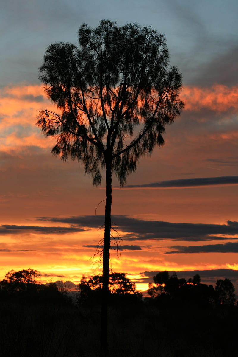 tree, sunset, horizon, silhouette, HD phone wallpaper