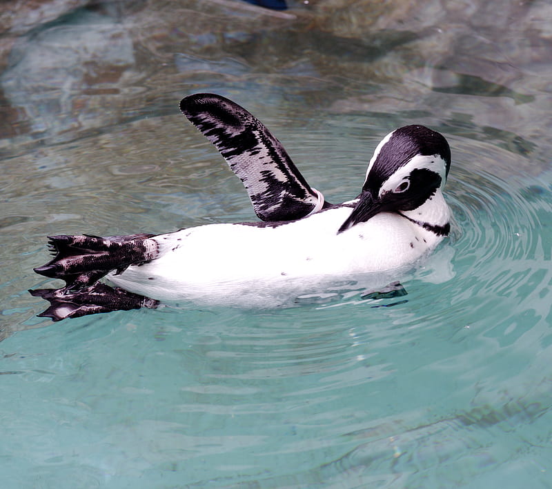 Waving Penguin, animal, cute, nature, tux, tuxedo, HD wallpaper