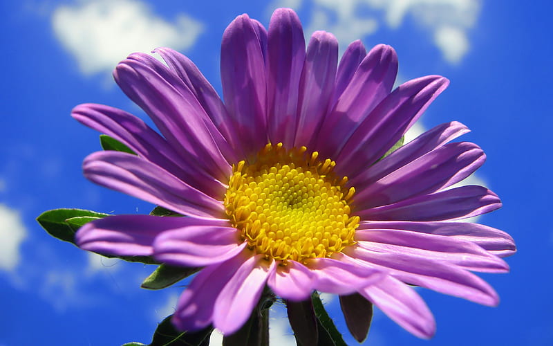 Purple flower under blue sky-Life because of you beautiful, HD wallpaper