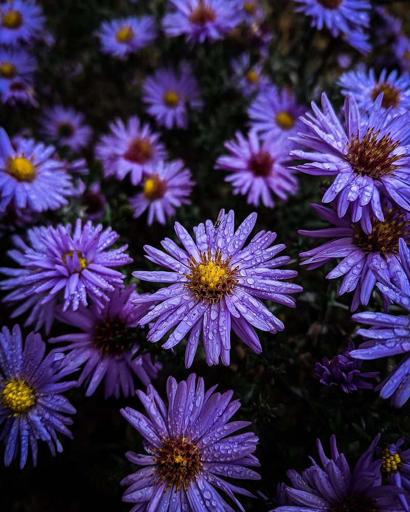flowers, dew, drops, purple, HD phone wallpaper