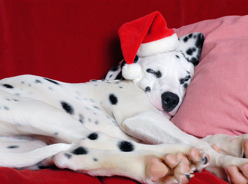 Sleeping, red, sleep, christmas, black, santa claus, cute, white, dalmatian, pink, dog, HD wallpaper