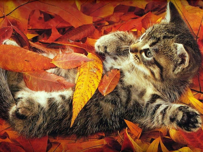AUTUMN GAMES, playing, fall, games, autumn, kittens, fun, pets, seasons, leaves, colours, cuties, cats, HD wallpaper