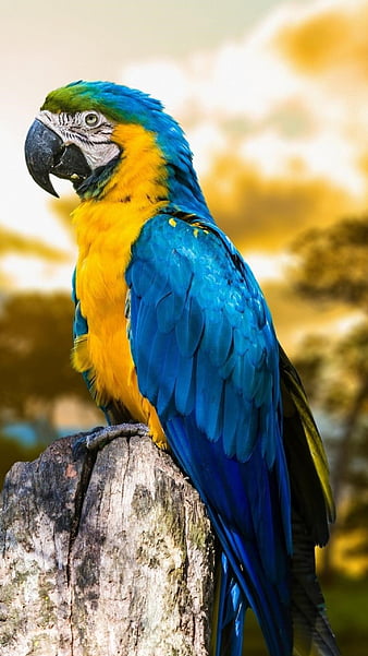 HD blue yellow macaw wallpapers | Peakpx