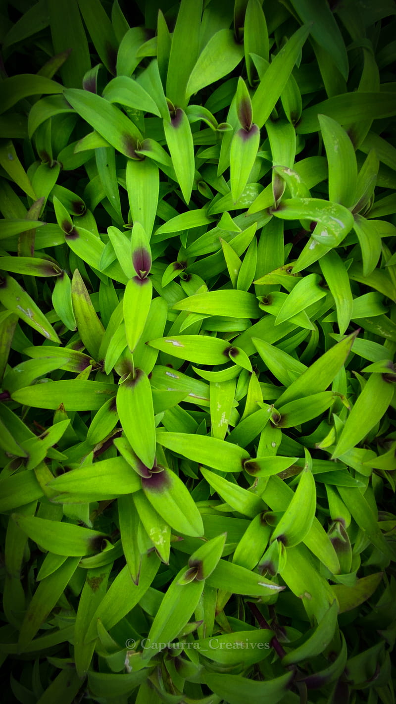 Hill Grass, aloe, bamboo, colors, greenery, iphone, landscape, love, natural, HD phone wallpaper