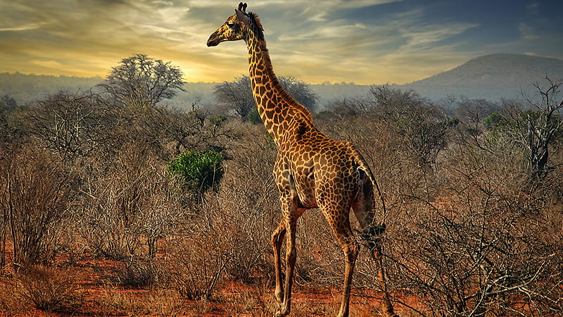 Giraffe Is Standing Under White Clouds Blue Sky In Shrubs Background Animals, HD wallpaper